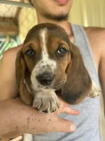 Sugar Baby, a female Basset Hound for sale in Ashland City, TN – 3 of 4