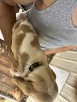 Love, a female Basset Hound for sale in Ashland City, TN – 3 of 3