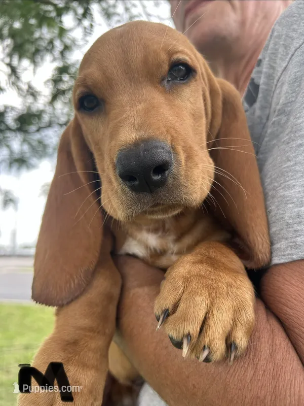 Sweet Boy – Basset Hound puppy for sale in Ashland City, TN