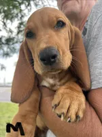 Sweet Boy, a male Basset Hound for sale in Ashland City, TN – 1 of 1