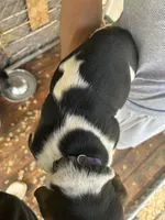 Fred, a male Basset Hound for sale in Ashland City, TN – 3 of 3