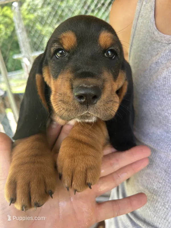 Sunshine Boy – Basset Hound puppy for sale in Ashland City, TN