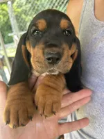 Sunshine Boy, a male Basset Hound for sale in Ashland City, TN – 1 of 2