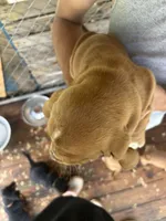 Flower, a female Basset Hound for sale in Ashland City, TN – 3 of 3