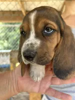Sugar Baby, a female Basset Hound for sale in Ashland City, TN – 2 of 4