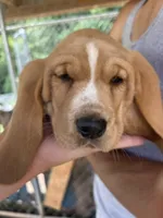 Sweet Lady, a female Basset Hound for sale in Ashland City, TN – 2 of 2