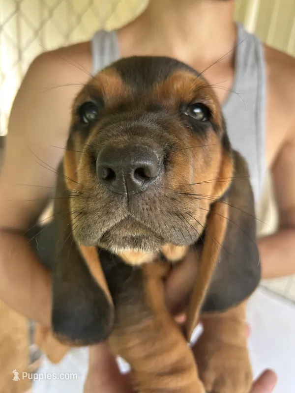 Buddy – Basset Hound puppy for sale in Ashland City, TN