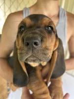 Buddy, a male Basset Hound for sale in Ashland City, TN – 1 of 4