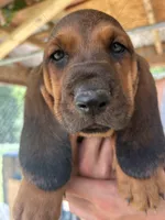 Lucky Boy, a male Basset Hound for sale in Ashland City, TN – 1 of 2