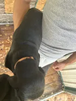 SWEET BOY, a male Basset Hound for sale in Ashland City, TN – 2 of 2