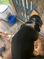 That Cute Boy, a male Basset Hound for sale in Ashland City, TN – 2 of 2