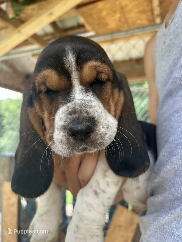 Fred – Basset Hound puppy for sale in Ashland City, TN