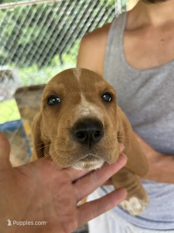 Flower – Basset Hound puppy for sale in Ashland City, TN