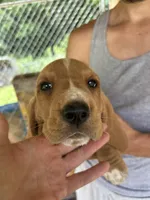 Flower, a female Basset Hound for sale in Ashland City, TN – 1 of 3