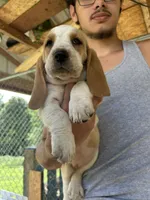 Love, a female Basset Hound for sale in Ashland City, TN – 2 of 3