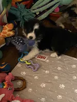 Annabelle, a female Shetland Sheepdog for sale in Palm Harbor, FL – 2 of 3