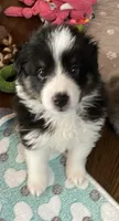 Annabelle, a female Shetland Sheepdog for sale in Palm Harbor, FL – 1 of 3