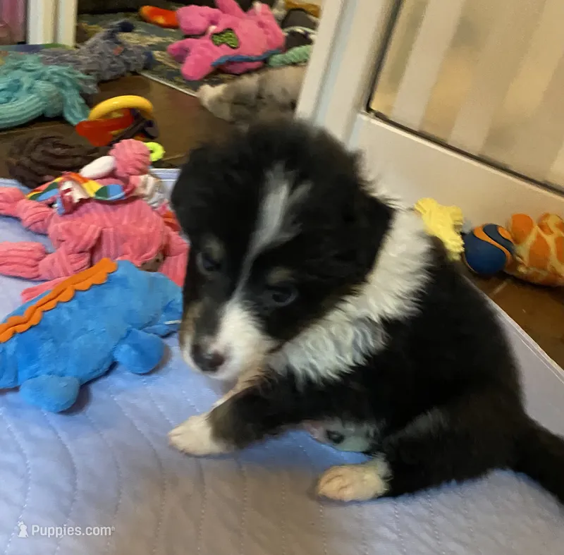 Tiny Ace Jaxxon – Shetland Sheepdog puppy for sale in Palm Harbor, FL