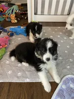 Annabelle, a female Shetland Sheepdog for sale in Palm Harbor, FL – 3 of 3