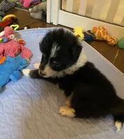 Tiny Ace Jaxxon, a male Shetland Sheepdog for sale in Palm Harbor, FL – 2 of 2