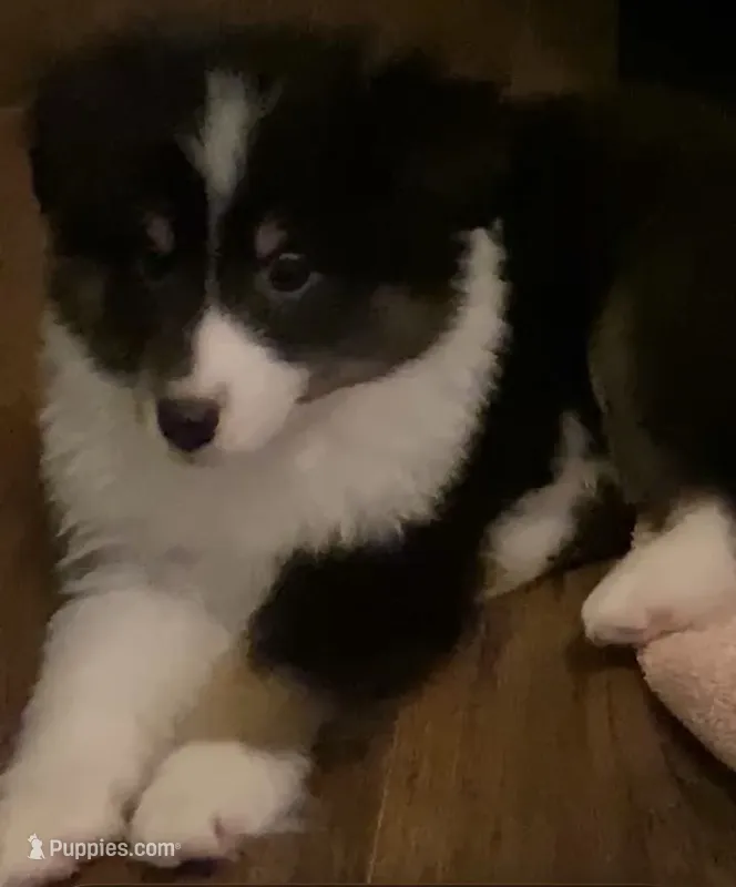 Tiny Ace Jaxxon – Shetland Sheepdog puppy for sale in Palm Harbor, FL