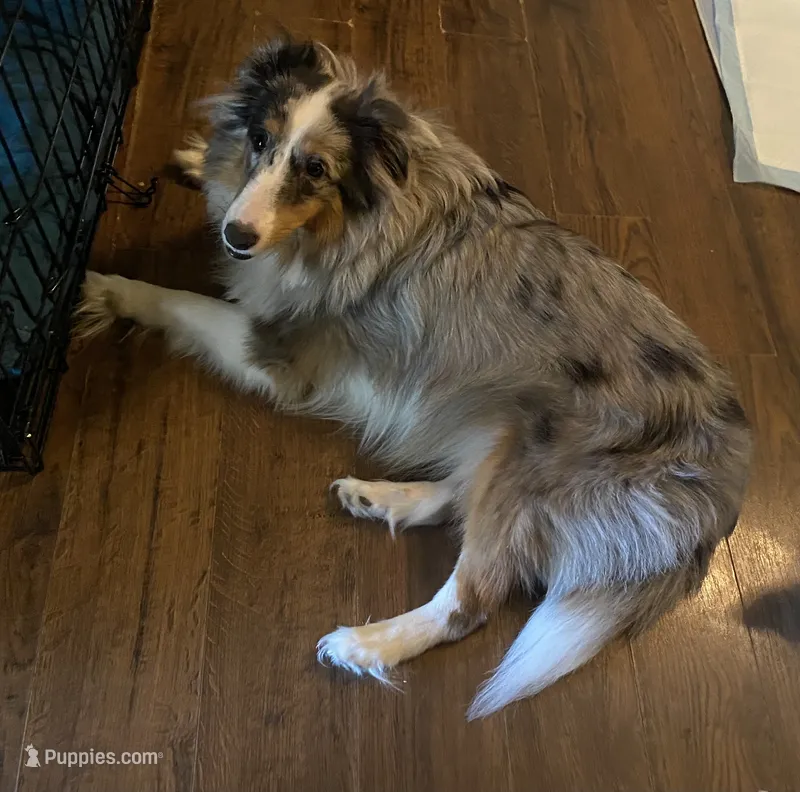 Ava – Shetland Sheepdog puppy for sale in Palm Harbor, FL