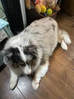 Ava, a female Shetland Sheepdog for sale in Palm Harbor, FL – 2 of 2