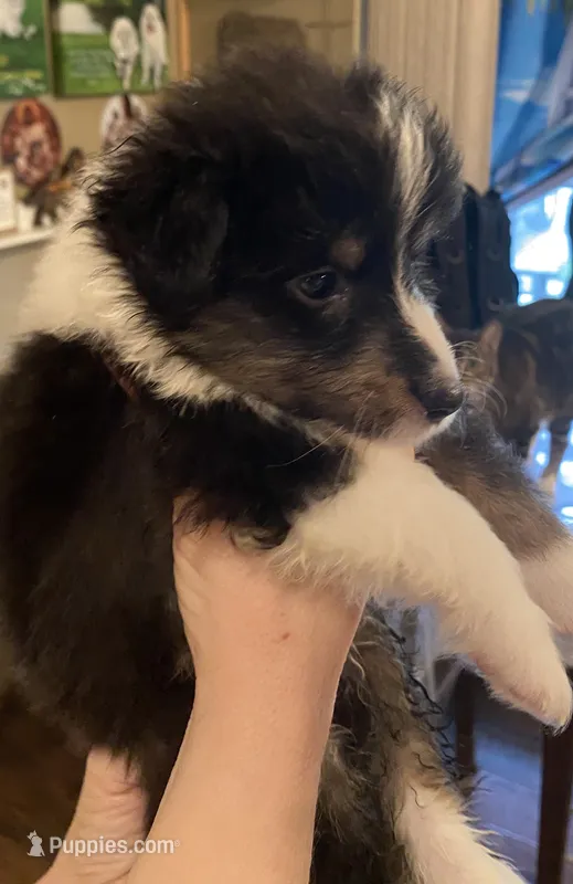 Tiny Ace Jaxxon – Shetland Sheepdog puppy for sale in Palm Harbor, FL