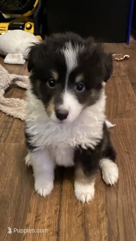 Tiny Ace Jaxxon – Shetland Sheepdog puppy for sale in Palm Harbor, FL