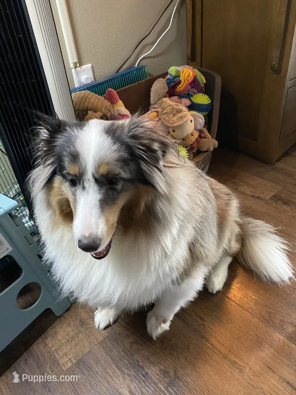 Ava – Shetland Sheepdog puppy for sale in Palm Harbor, FL