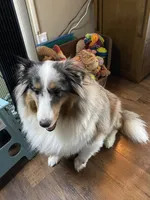 Ava, a female Shetland Sheepdog for sale in Palm Harbor, FL – 1 of 2