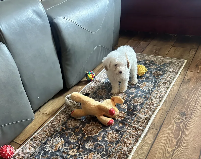 Charlie – Poodle - Miniature  puppy for sale in Commodore, PA