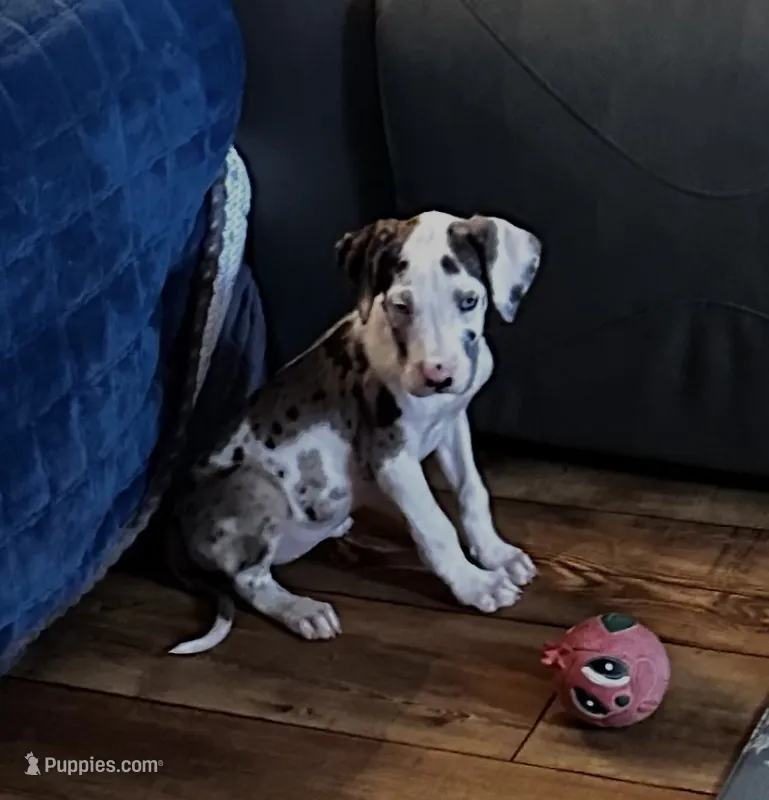 Zoey – Great Dane puppy for sale in Commodore, PA