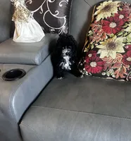 Sophia, a female Poodle - Toy  for sale in Commodore, PA – 2 of 2