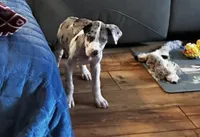 Luna, a female Great Dane for sale in Commodore, PA – 2 of 2