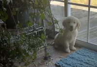 Mia, a female English Cream Golden Retriever for sale in Commodore, PA – 2 of 2