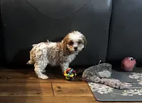 Millie, a female Cockapoo for sale in Commodore, PA – 2 of 2