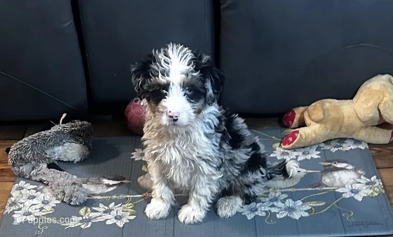 Jax – Miniature Bernedoodle puppy for sale in Commodore, PA