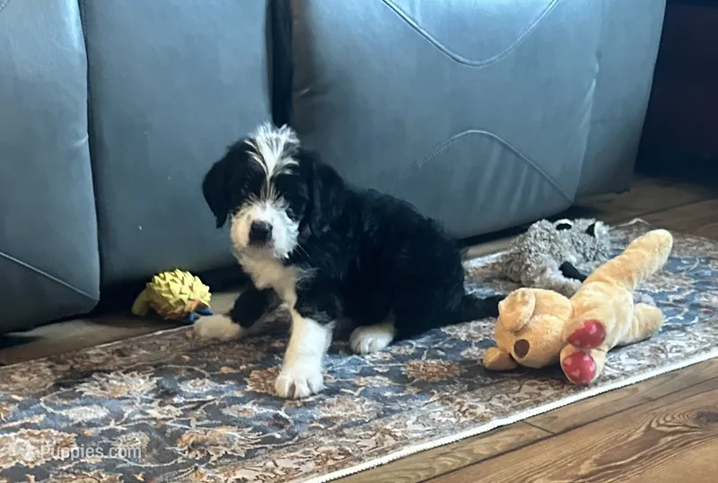 Toby – Labradoodle puppy for sale in Commodore, PA