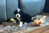Toby, a male Labradoodle for sale in Commodore, PA – 1 of 2