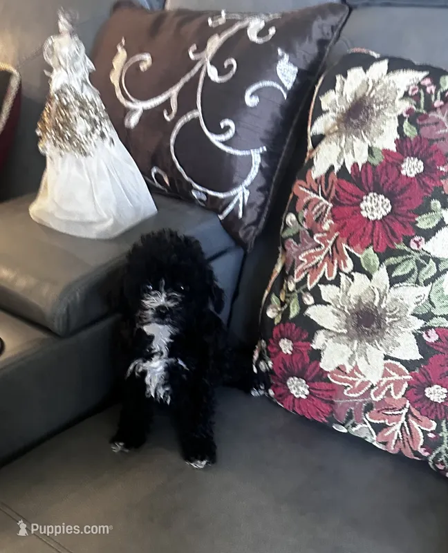 Sophia – Poodle - Toy  puppy for sale in Commodore, PA