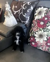Sophia, a female Poodle - Toy  for sale in Commodore, PA – 1 of 2