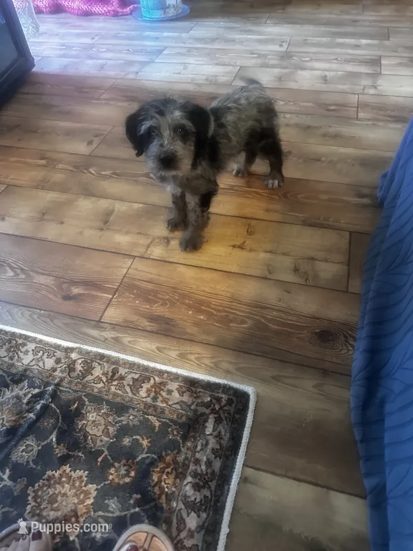 Athena – Labradoodle puppy for sale in Commodore, PA