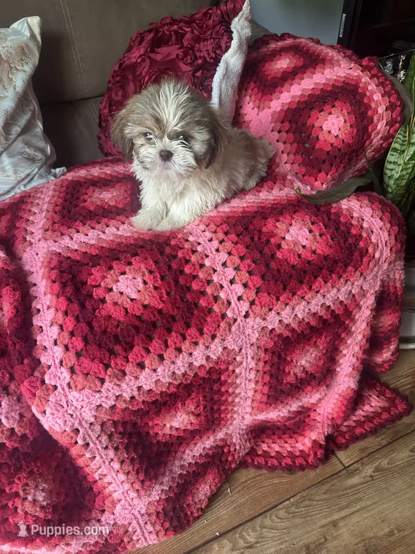Kai – Shih Tzu puppy for sale in Commodore, PA