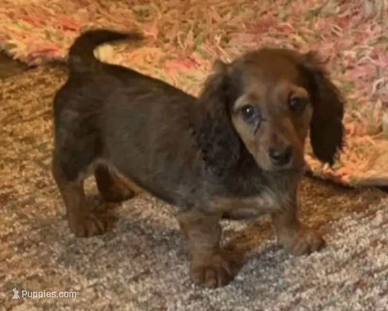 Charlie – Miniature Dachshund puppy for sale in Commodore, PA