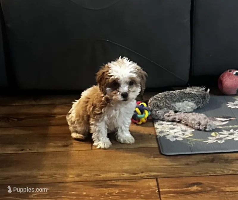 Millie – Cockapoo puppy for sale in Commodore, PA