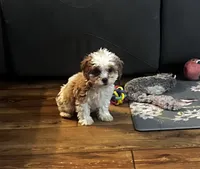 Millie, a female Cockapoo for sale in Commodore, PA – 1 of 2