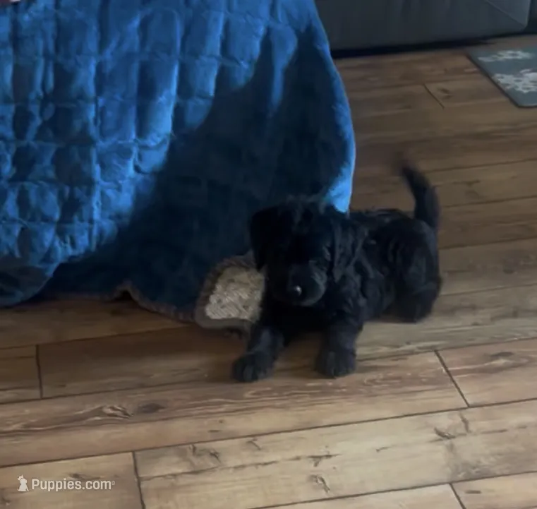 Shea – Miniature Labradoodle puppy for sale in Commodore, PA