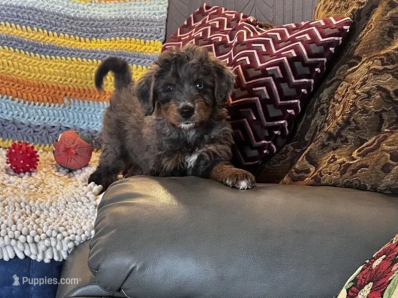 Tanner – Miniature Bernedoodle puppy for sale in Commodore, PA