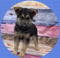 Athena, a female German Shepherd Dog for sale in Commodore, PA – 1 of 2